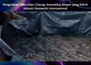 Pengolahan Ubur-Ubur Cilacap: Komoditas Ekspor yang Dilirik Industri Kosmetik Internasional