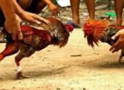 Resahkan Warga, Judi Sabung Ayam dan Dadu di Desa Belabori Aparat Tutup Mata