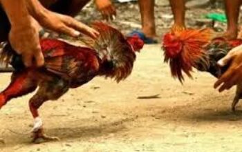 Resahkan Warga, Judi Sabung Ayam dan Dadu di Desa Belabori Aparat Tutup Mata