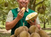 Dari Kebun ke Destinasi Menata Wisata Durian Jolle Soppeng
