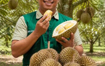 Dari Kebun ke Destinasi Menata Wisata Durian Jolle Soppeng