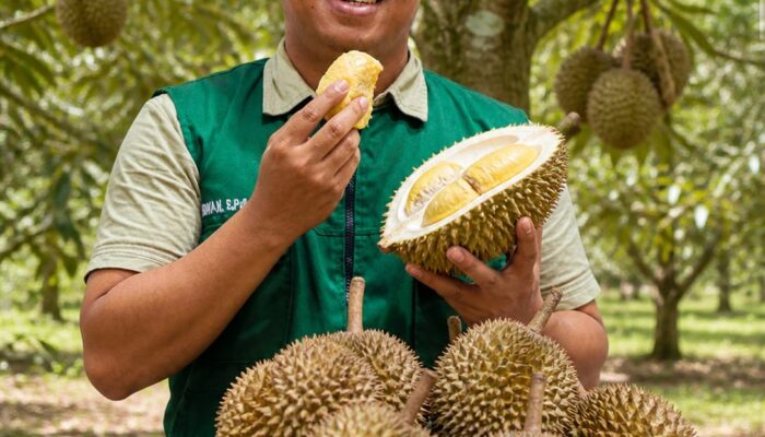 Dari Kebun ke Destinasi Menata Wisata Durian Jolle Soppeng
