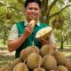 Dari Kebun ke Destinasi Menata Wisata Durian Jolle Soppeng